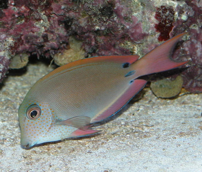 Acanthurus nigrofuscus